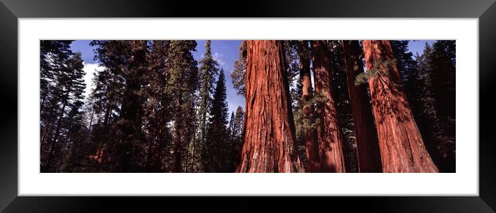 Yosemite Giant Sequoia forest Framed Mounted Print by Sonny Ryse