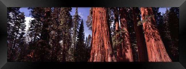 Yosemite Giant Sequoia forest Framed Print by Sonny Ryse