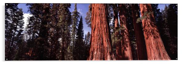 Yosemite Giant Sequoia forest Acrylic by Sonny Ryse