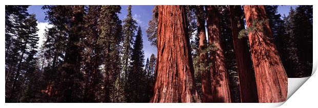 Yosemite Giant Sequoia forest Print by Sonny Ryse