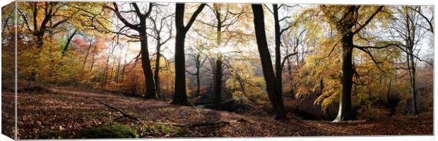 Autumn Forest in the Peak District Canvas Print by Sonny Ryse