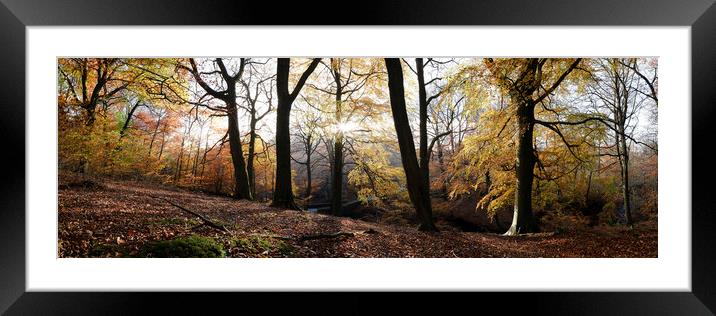 Autumn Forest in the Peak District Framed Mounted Print by Sonny Ryse