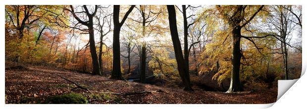 Autumn Forest in the Peak District Print by Sonny Ryse