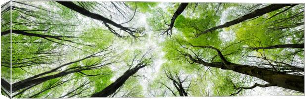 Looking up in the forest Canvas Print by Sonny Ryse