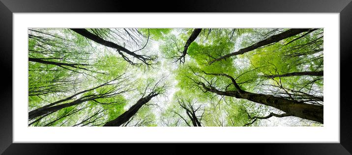 Looking up in the forest Framed Mounted Print by Sonny Ryse