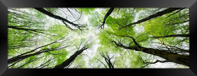 Looking up in the forest Framed Print by Sonny Ryse