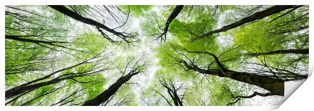 Looking up in the forest Print by Sonny Ryse