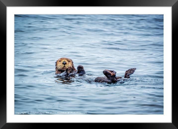 Sea otter in Tofino, cute sea otter portrait Framed Mounted Print by Delphimages Art