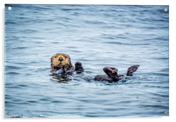 Sea otter in Tofino, cute sea otter portrait Acrylic by Delphimages Art