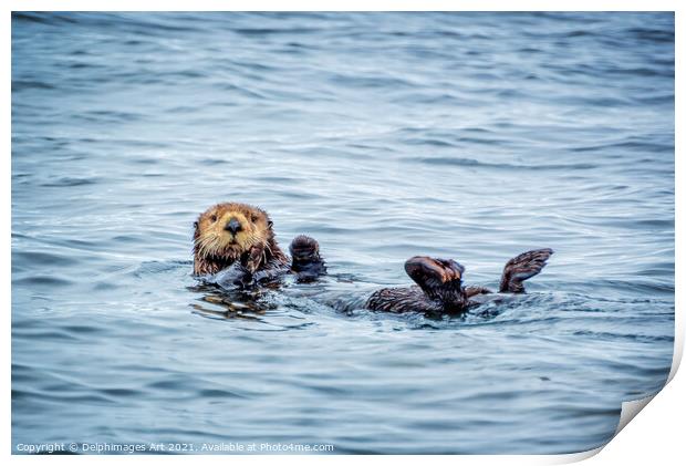 Sea otter in Tofino, cute sea otter portrait Print by Delphimages Art