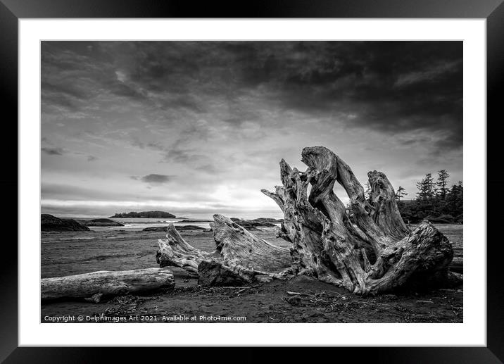 Driftwood on Chesterman beach in Tofino, Canada Framed Mounted Print by Delphimages Art