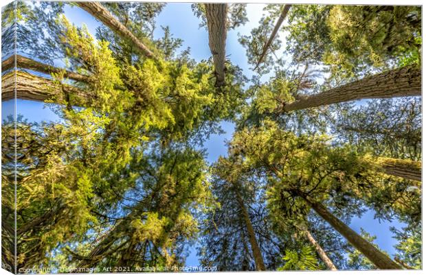 Looking up at trees in Cathedral Grove forest Canvas Print by Delphimages Art