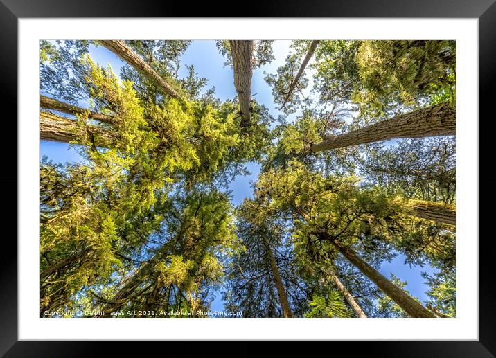 Looking up at trees in Cathedral Grove forest Framed Mounted Print by Delphimages Art