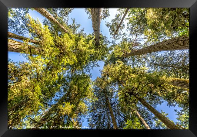 Looking up at trees in Cathedral Grove forest Framed Print by Delphimages Art