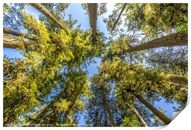 Looking up at trees in Cathedral Grove forest Print by Delphimages Art