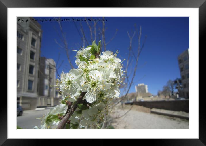 Plant flower Framed Mounted Print by Ali asghar Mazinanian