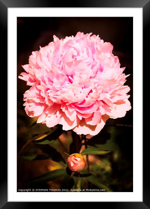 Pink Peony Framed Mounted Print by STEPHEN THOMAS