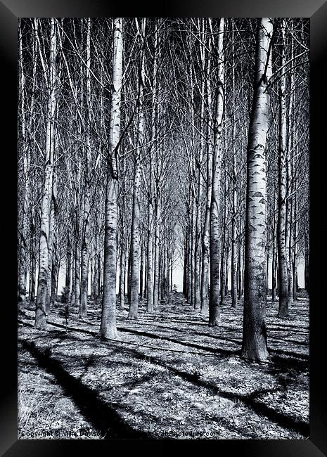Shadows and Lines Framed Print by Mike Dawson