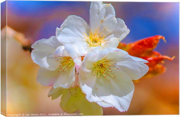 Cherry blossom beauty  Canvas Print by Ian Stone