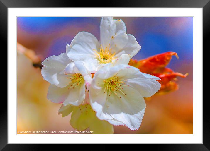 Cherry blossom beauty  Framed Mounted Print by Ian Stone