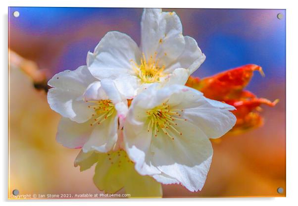 Cherry blossom beauty  Acrylic by Ian Stone