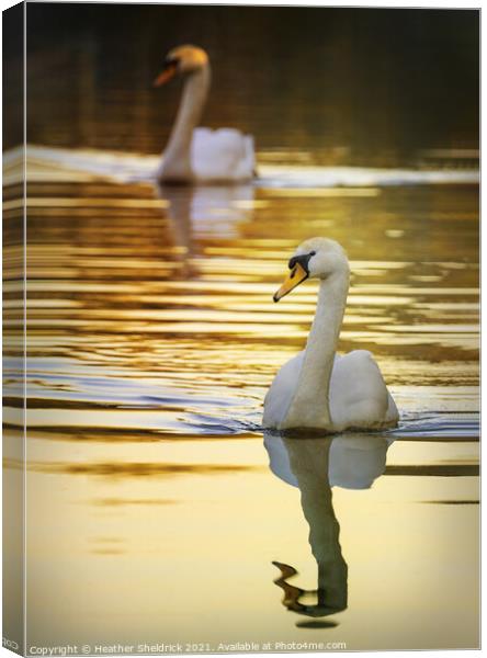 The Golden Swans Canvas Print by Heather Sheldrick