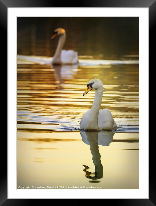 The Golden Swans Framed Mounted Print by Heather Sheldrick