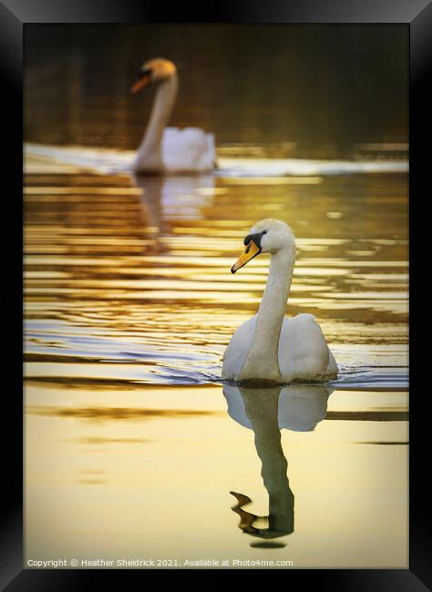 The Golden Swans Framed Print by Heather Sheldrick