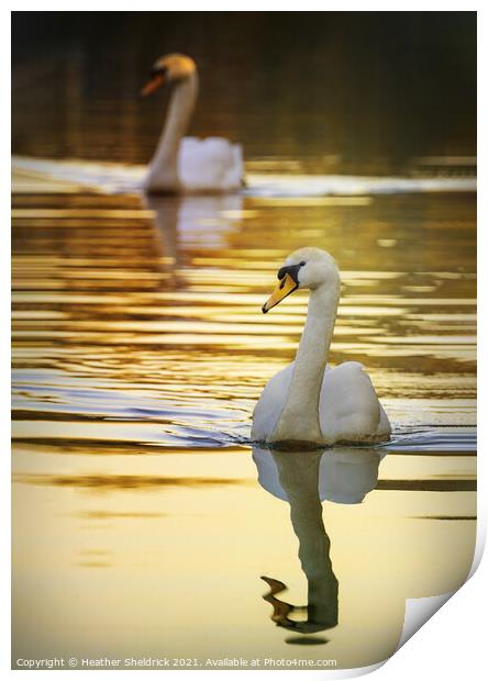 The Golden Swans Print by Heather Sheldrick