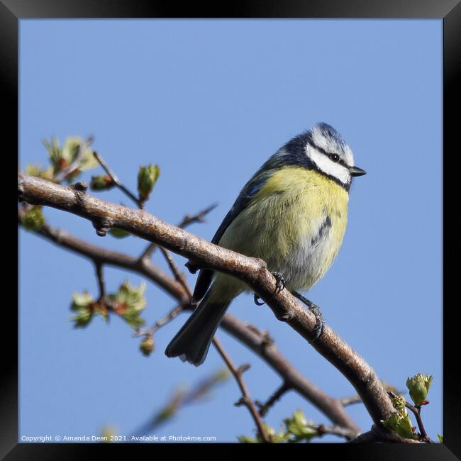 Garden Blue Tit Framed Print by Amanda Dean