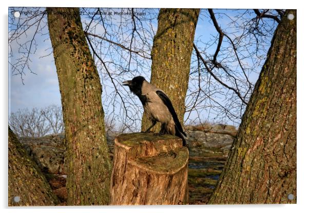 Hooded Crow Cawing on Tree Stump Acrylic by Taina Sohlman