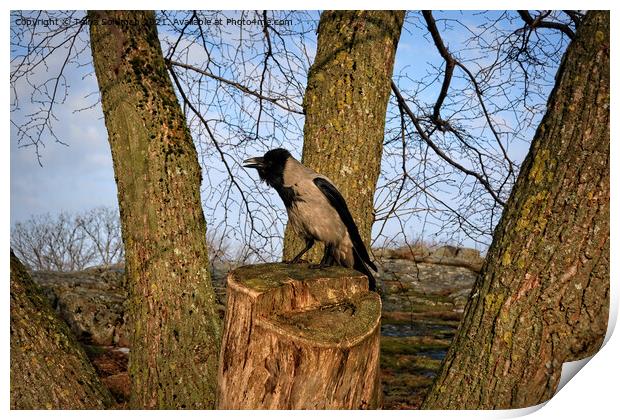Hooded Crow Cawing on Tree Stump Print by Taina Sohlman