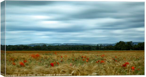 Swaying Poppies in Barley field  Canvas Print by Amanda Dean
