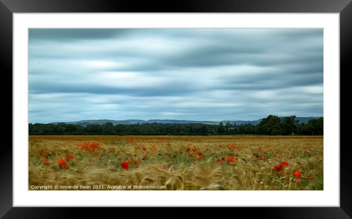 Swaying Poppies in Barley field  Framed Mounted Print by Amanda Dean