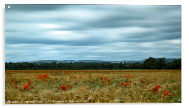 Swaying Poppies in Barley field  Acrylic by Amanda Dean