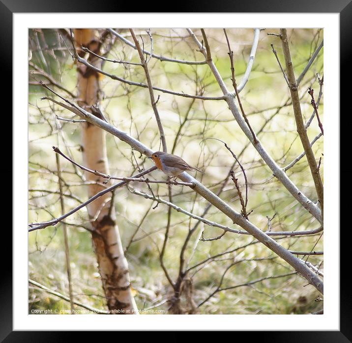 Robin in a tree Framed Mounted Print by craig hopkins