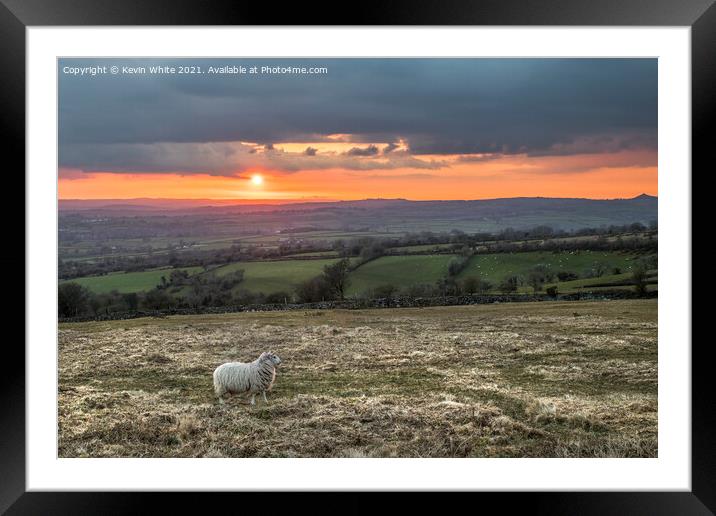 Spot the sheep Framed Mounted Print by Kevin White