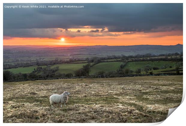 Spot the sheep Print by Kevin White