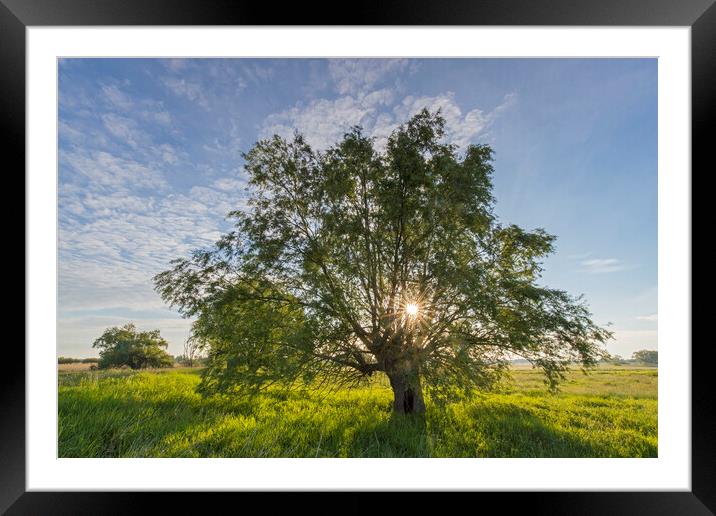 Lone Tree in Meadow at Sunrise Framed Mounted Print by Arterra 