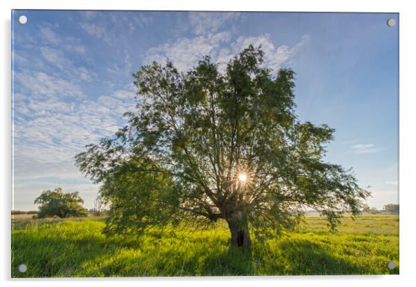 Lone Tree in Meadow at Sunrise Acrylic by Arterra 