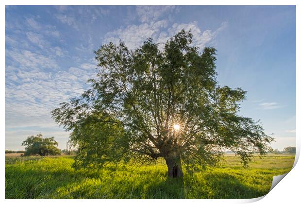Lone Tree in Meadow at Sunrise Print by Arterra 