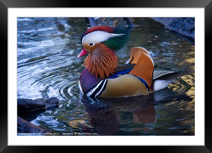 A male Mandarin Duck in Kelsey Park, Beckenham Framed Mounted Print by johnseanphotography 