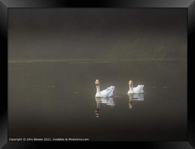 Early morning on Keston Ponds (near Bromley Kent) with 2 geese floating by Framed Print by johnseanphotography 