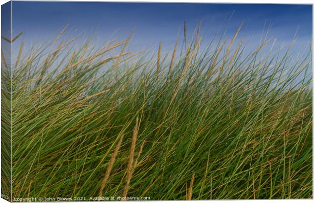 Peaceful, swaying grass in the dunes at Holkham Beach Canvas Print by johnseanphotography 
