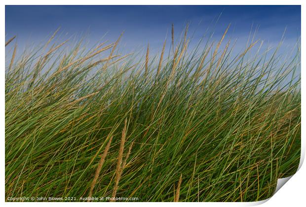 Peaceful, swaying grass in the dunes at Holkham Beach Print by johnseanphotography 