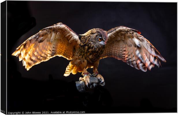 Birds of Prey - Euarasian Eagle Owl Canvas Print by johnseanphotography 