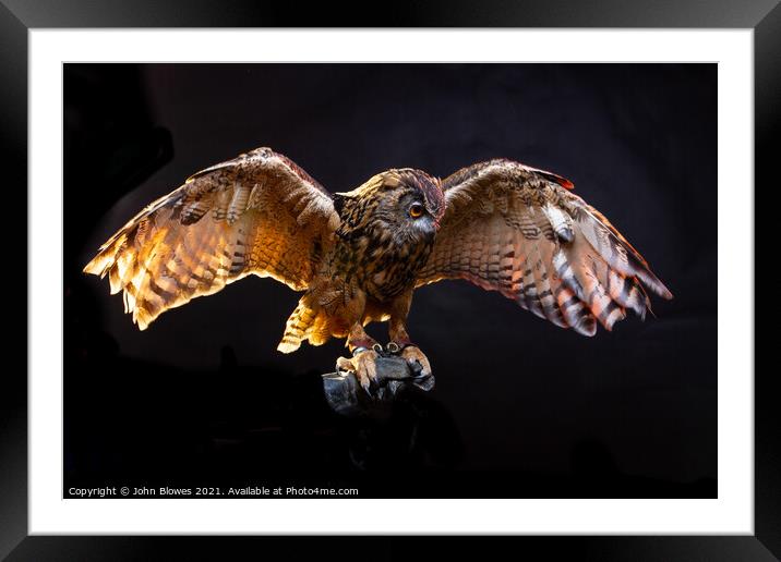 Birds of Prey - Euarasian Eagle Owl Framed Mounted Print by johnseanphotography 
