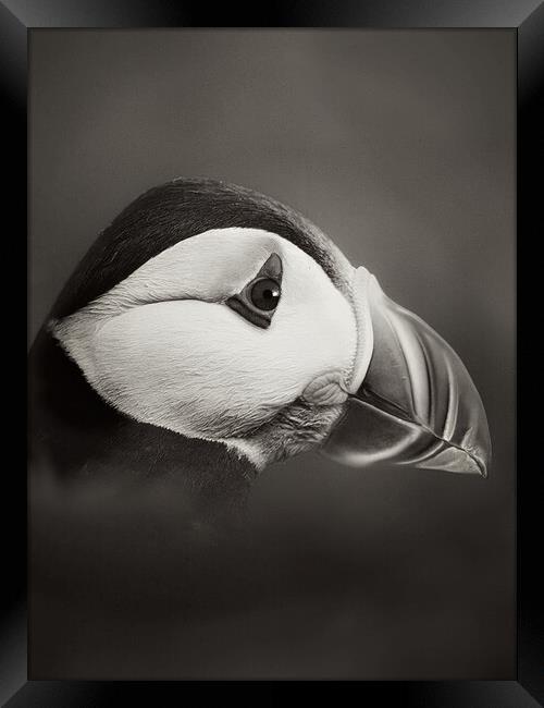 Puffin in  mono Framed Print by JC studios LRPS ARPS