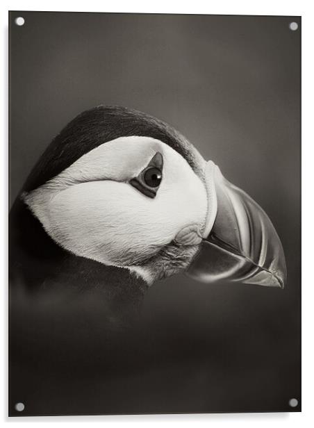 Puffin in  mono Acrylic by JC studios LRPS ARPS