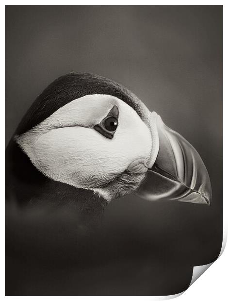 Puffin in  mono Print by JC studios LRPS ARPS